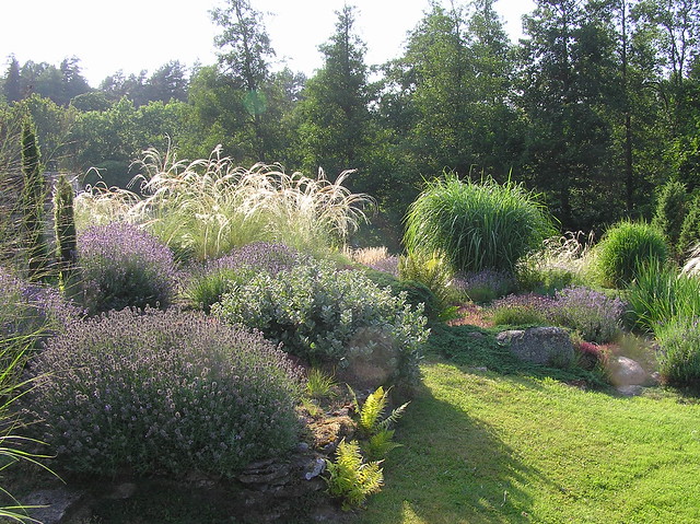 Lavender Garden in August