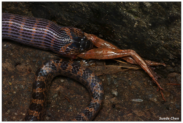紅斑蛇 Dinodon rufozonatum Cantor, 1842