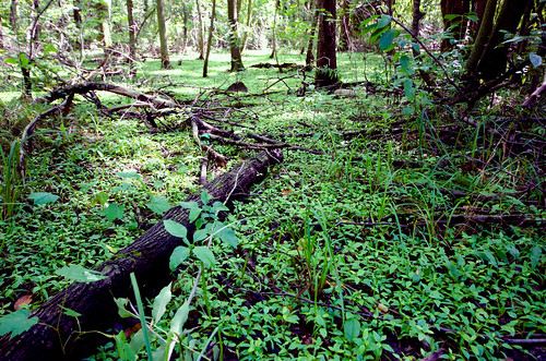 trees summer green minnesota forest weeds unitedstates wideangle vegetation forestfloor dayton d7000 nikon1024mm