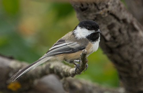 Banded Black-capped Chickadee