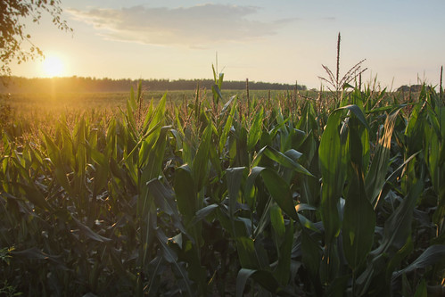 sunset deutschland corn sonnenuntergang pflanzen brandenburg maize objekt maisfeld ereignis boitzenburgerland dreetzsee2014