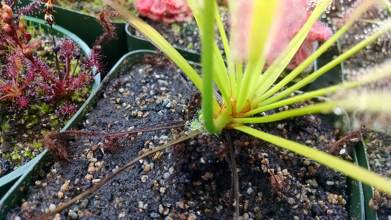 Drosera capensis 'Albino' with offset