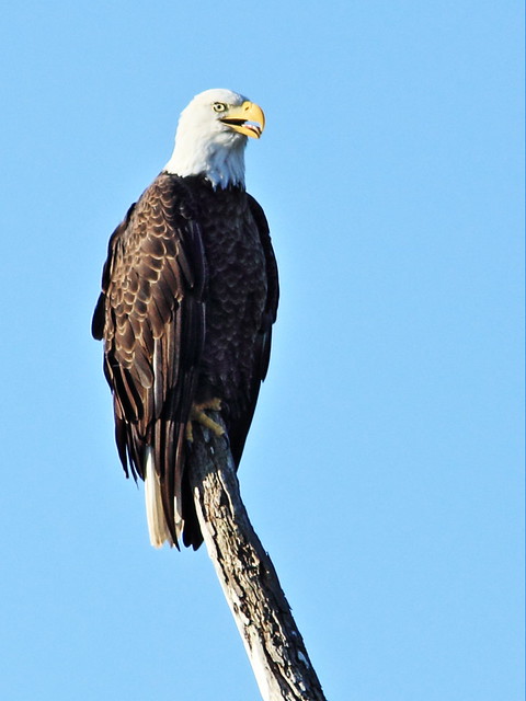 Bald Eagle female 20140901