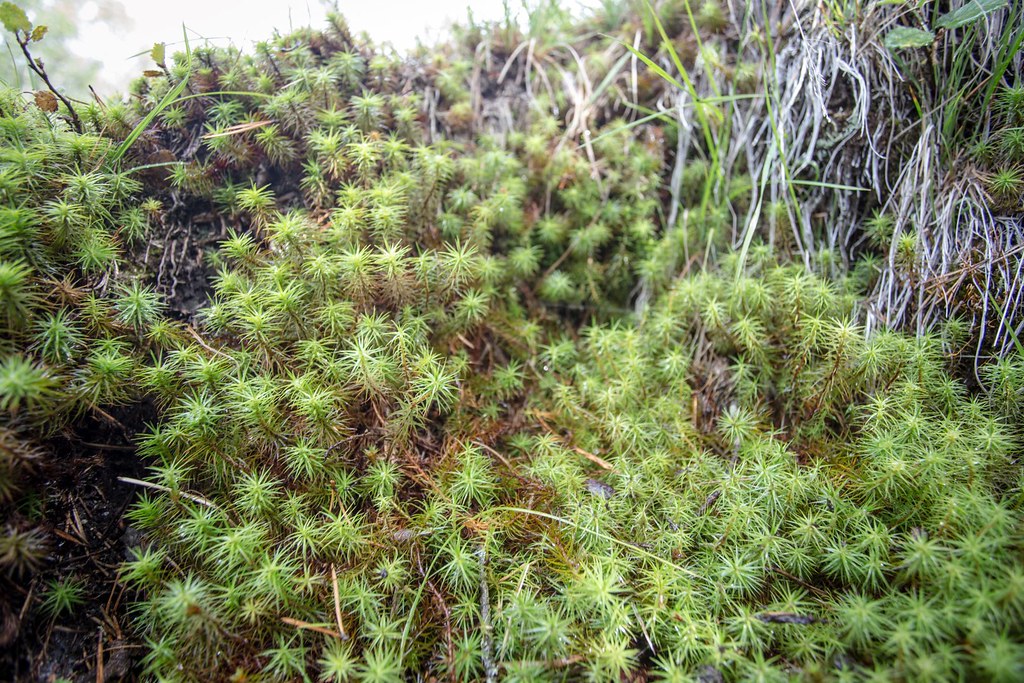 How can you resist the enchantingly microforrest around your toes. Hardangervidda NP. Norway.