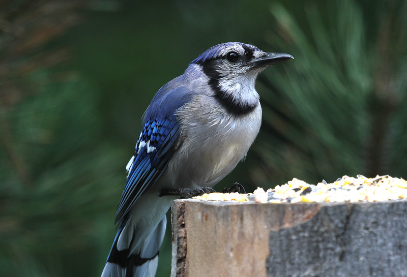 young blue jay