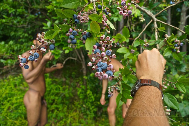 naked blueberries 0000 Harriman State Park, New York, USA