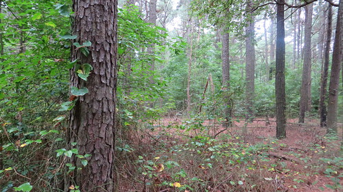 trees nature pine woods loblolly pinegrove