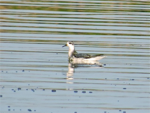 Red Phalarope at the Gridley Wastewater Treatment Ponds in McLean County, IL on 9-16-14 27
