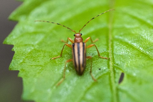 insect beetle indiana roland hoosiernationalforest arthropod coleoptera cerambycidae longhornedbeetle orrangecounty metacmaeops metacmaeopsvittata