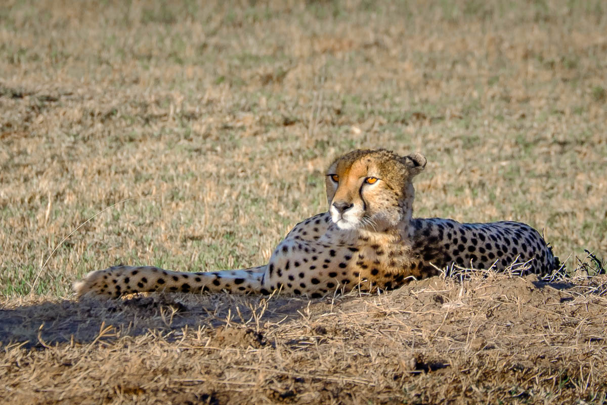 Cheetah lying in the shade