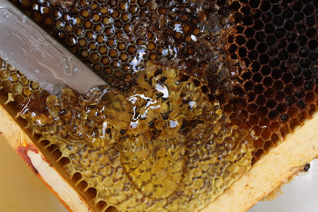1. Slice off the honeycomb