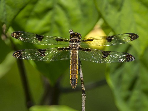 ohio female dragonfly lindale twelvespottedskimmer clermontcounty