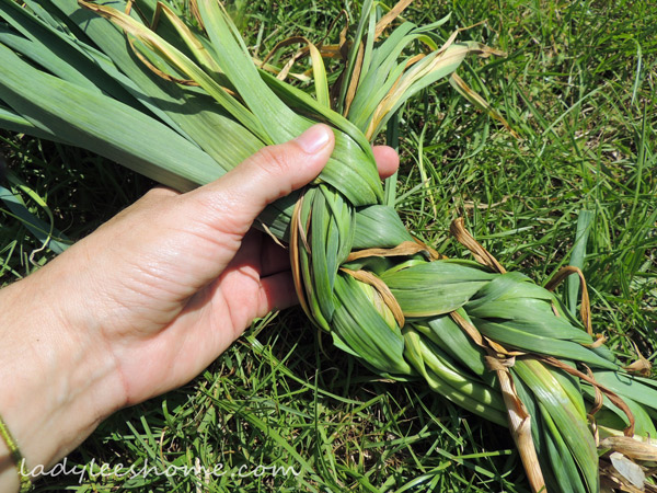 Harvesting-And-Curing-Garlic-05