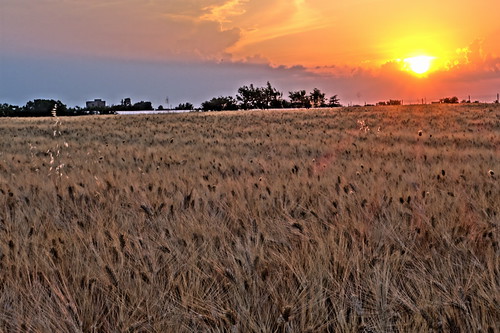 sunset summer italy gold tramonto estate wheat paesaggi puglia grano fieldwheat