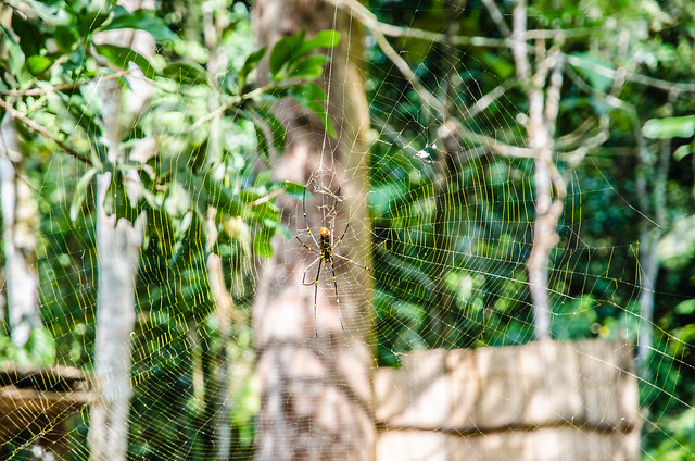 A spider on its web in Mari Mari Cultural Village, Sabah