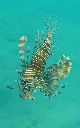 fish nature underwater wildlife redsea egypt lionfish southsinai nuweibaa