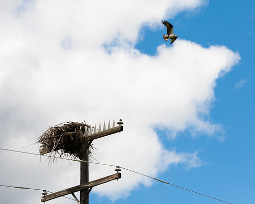 Osprey and nest