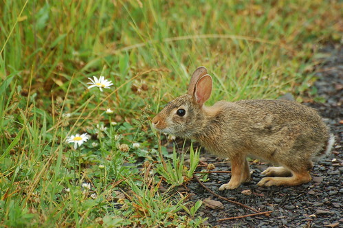 wild rabbit bunny md maryland western eastern juvenile garrettcounty natureconservancy cottontail easterncottontail sylvilagusfloridanus tnc finzelswamp