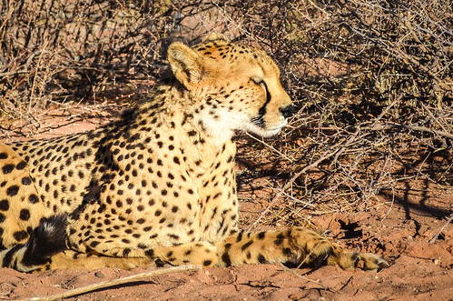 Meditating cheetah
