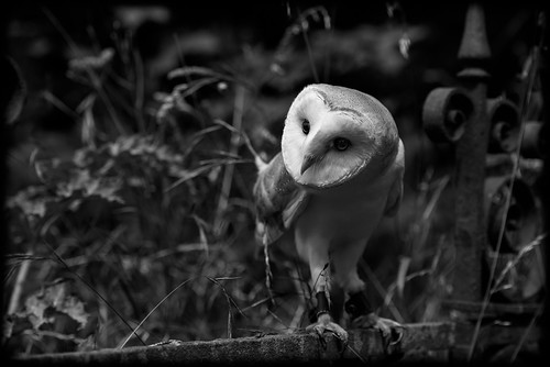 bird kent owl barnowl doddington thehawkingcentre