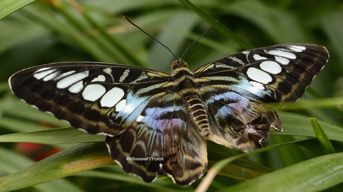 butterfly falter segler emsflower emsbüren gartenwelt hmetterling
