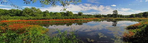 trees summer sky lake water clouds canon reflections newjersey pond bluesky powershot summertime ringwoodstatepark sx150is smack53
