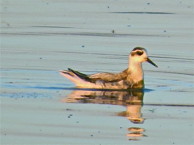 Red Phalarope at the Gridley Wastewater Treatment Ponds in McLean County, IL on 9-16-14 03