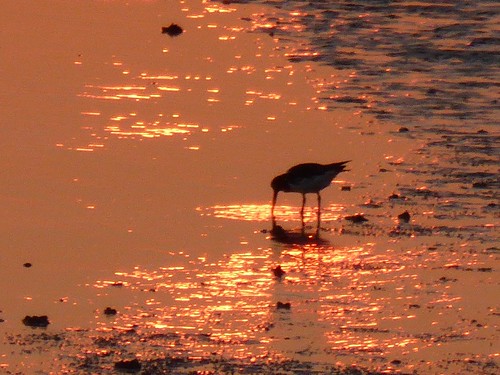 sunset bird langeoog waddensea zomer2014