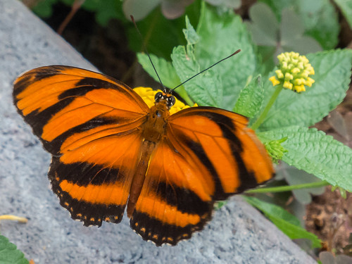 canada nature butterflies reidville newfoundlandandlabrador