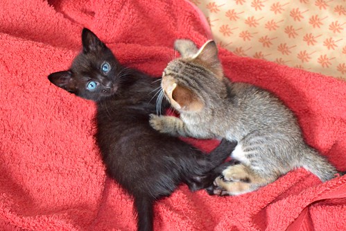 Salem, gatito negro muy guapo nacido en Mayo´14, en adopción. Valencia. ADOPTADO. 14280275317_26cf309865