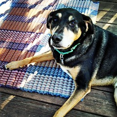 Tut says Good Morning IG! #dogstagram #rescued #coonhoundmix #houndmix #ilovemydogs #seniordog #ilovemyseniordog #happydog #adoptdontshop