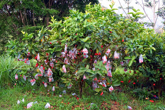 Bountiful rose apples on tree