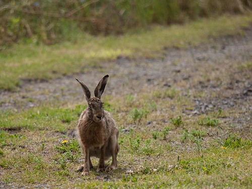 animal mammal hare brownhare lepuseuropaeus europeanhare feldhase