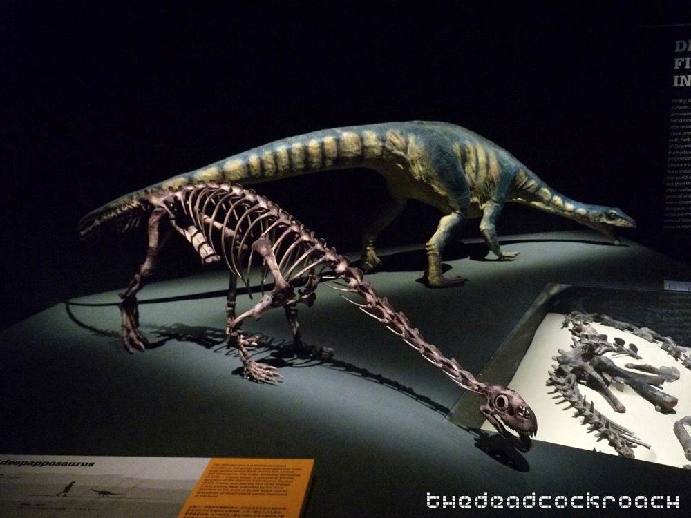 artscience museum, dawn to extinction, dinosaurs, exhibition, marina bay sands, mbs, singapore,adeopapposaurus
