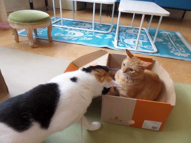 Defending the Box