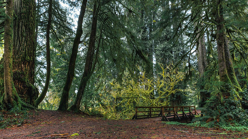 bridge trees green nature forest canon outdoors washington moss rainforest pacificnorthwest pnw canonef2470mmf28lusm canoneos5dmarkiii johnwestrock