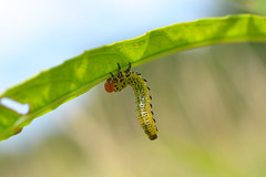 Argid Sawfly Larva (Arge sp.)