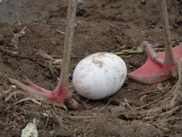 flamingo egg straddled by parent | Flickr - Photo Sharing!