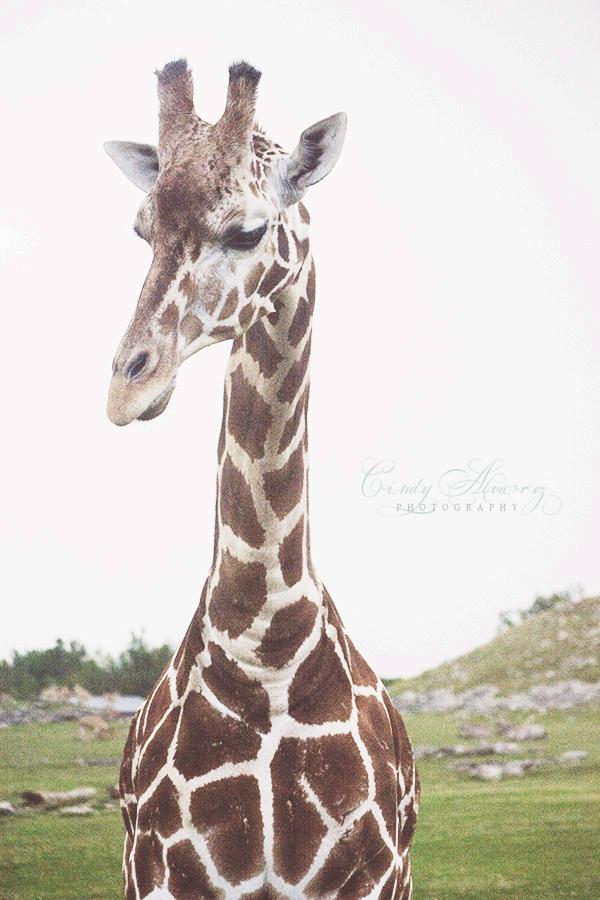 blog giraf