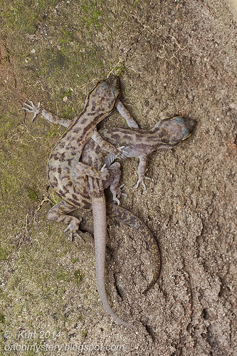 Cyrtodactylus quadrivirgatus IMG_2853 copy