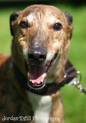 Brin- big brindle boy looking for an experienced home :)  14701672920_58f32c38e7