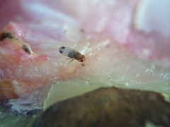 Male Spotted-wing Vinegar Fly (Drosophila suzukii) on rotting watermelon