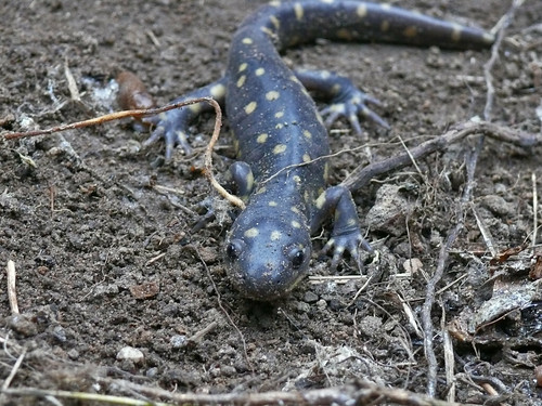wisconsin easter amphibian salamander wi newburg naturecenter riveredge saukville tigersalamander ozaukee ambystomatigrinum easterntigersalamander riveredgenaturecenter mattdrollinger matthewdrollinger eastertigersalamander
