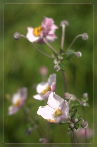 flower germany garden de 50mm bokeh garten schleswigholstein herbstanemone anemonehupehensis japanischeanemone 2014ckarinslinsede
