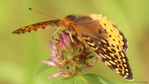 ontario butterfly conservationarea bowmanville longsault greatspangledfritillary longsaultconservationarea cloca sandragilchrist