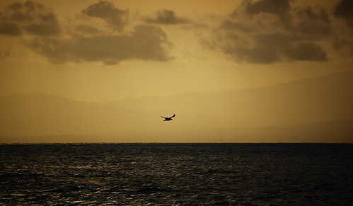 sunset sea bird clouds mexico atardecer mar waves seagull silouette ave nubes silueta veracruz olas gaviota coatza coatzacoalcos cerrosanmartin