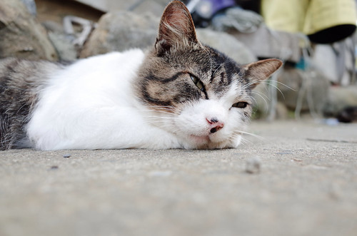 Cat in Tashirojima