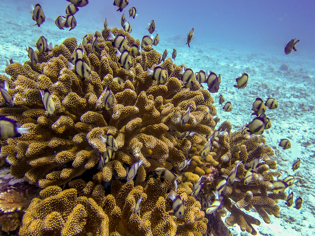 Seychely ostrovy, fotografie