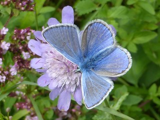 Common blue on scabious