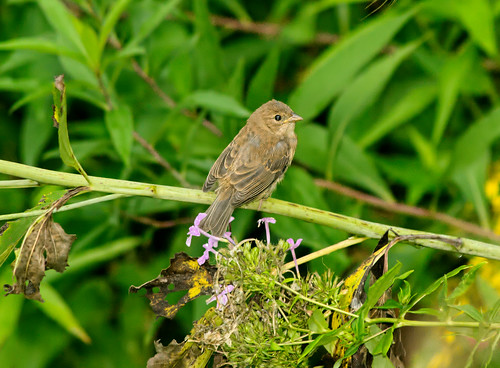 bird westvirginia fledgling indigobunting passerinacyanea greenbrierriver pocahontascounty watogastatepark